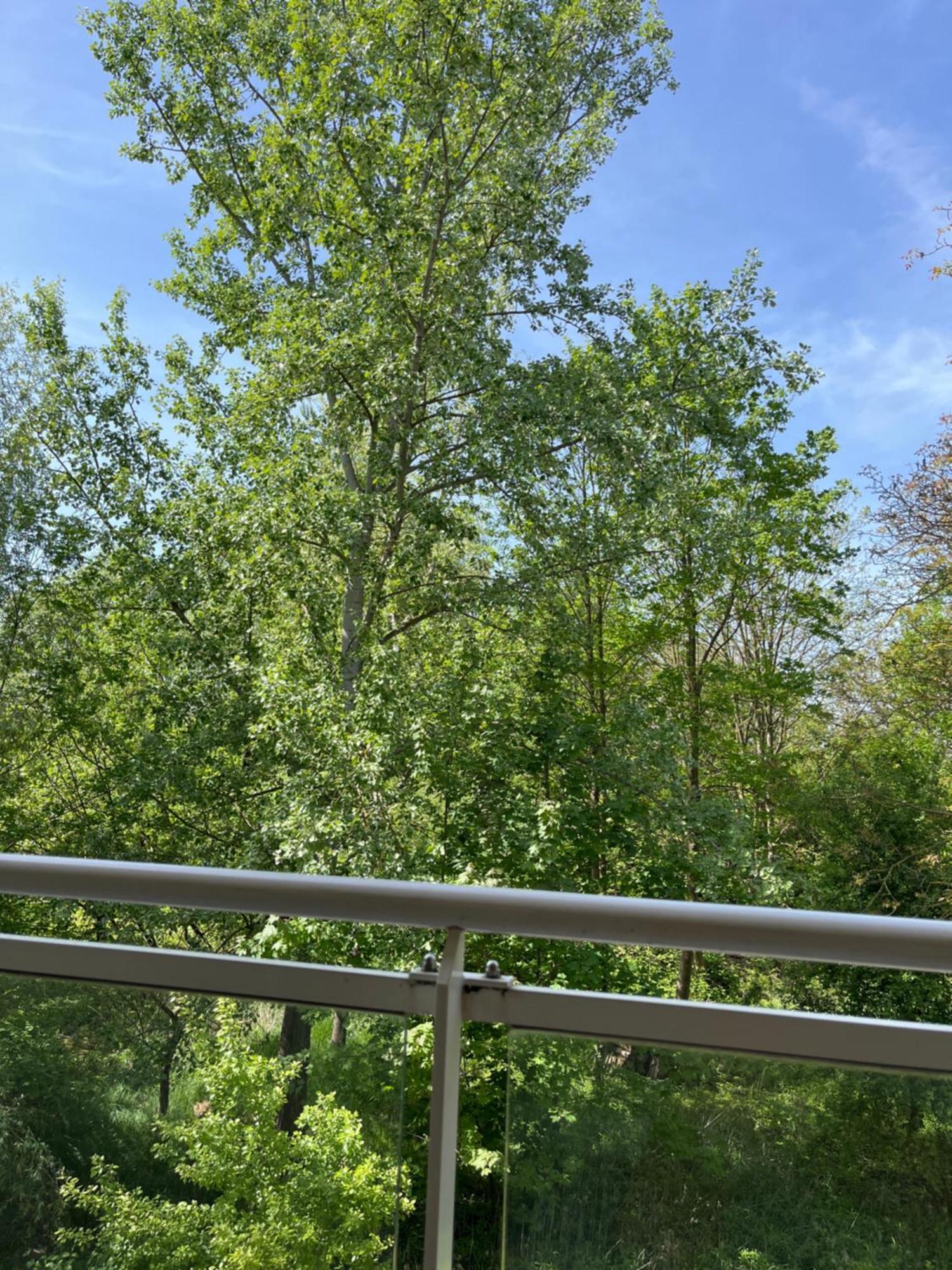 Kosly Garden Robertsau Daire Strazburg Dış mekan fotoğraf